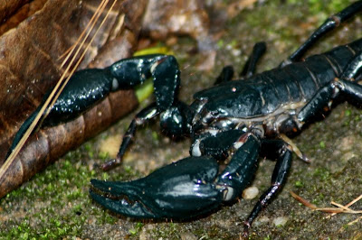 malaysian forest scorpion