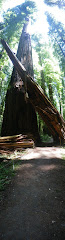 Redwoods