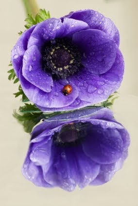 Blumensprache: Anemone
