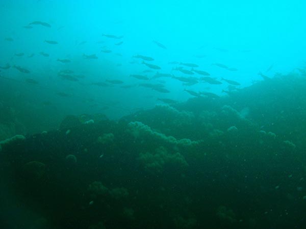 Ein Schwarm Pollacks aus den Tiefen gefilmt bei den Skellig Rocks. Unterwassersichtweite: etwa 60m.