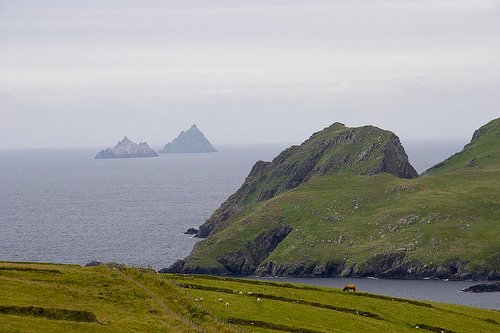 Oilean nag Canog ou plutot, Puffin Island, l'ile de macareux