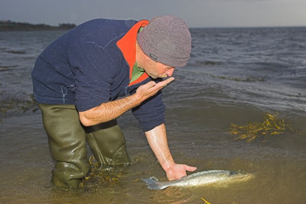 Ein Wolfsbarsch cat. 5lbs in "Catch & Release". Sportangelei ist hier angesagt