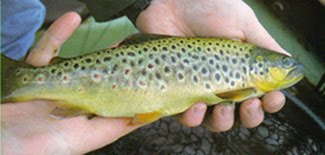 Erem eng wonnerschein Baachforell, deis Ke'er aus dem lough Currane