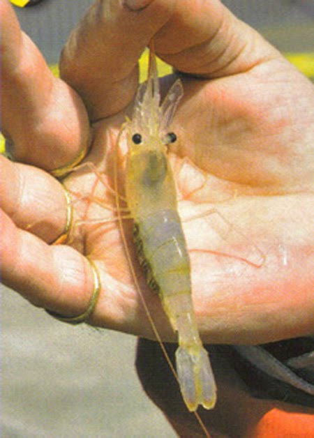 Eng gudd fett Crevett fir op den "Ballan Wrasse" ze feschen