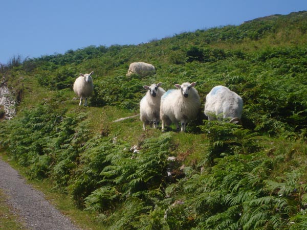 Die "Kerry Lambs", weltbekannt fur ihr Fleisch (Bio oder Organik). Welch eine komische Frage?