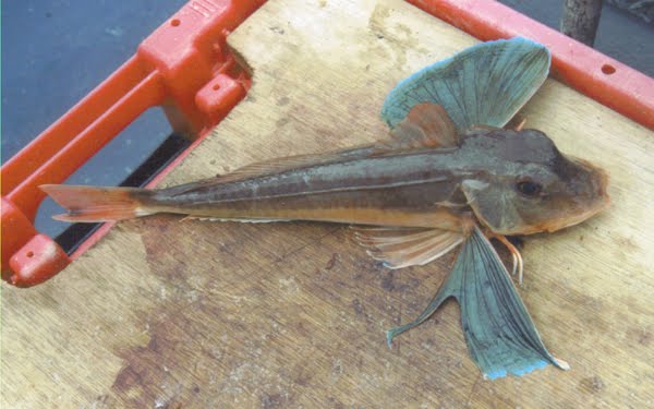 Een  "tube gurnard". Op Deitsch heescht hien "blauer Knurrhahn". Desen ass ee "specimen fish".