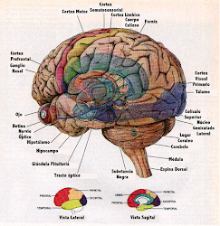 Mais informações sobre neurociencias