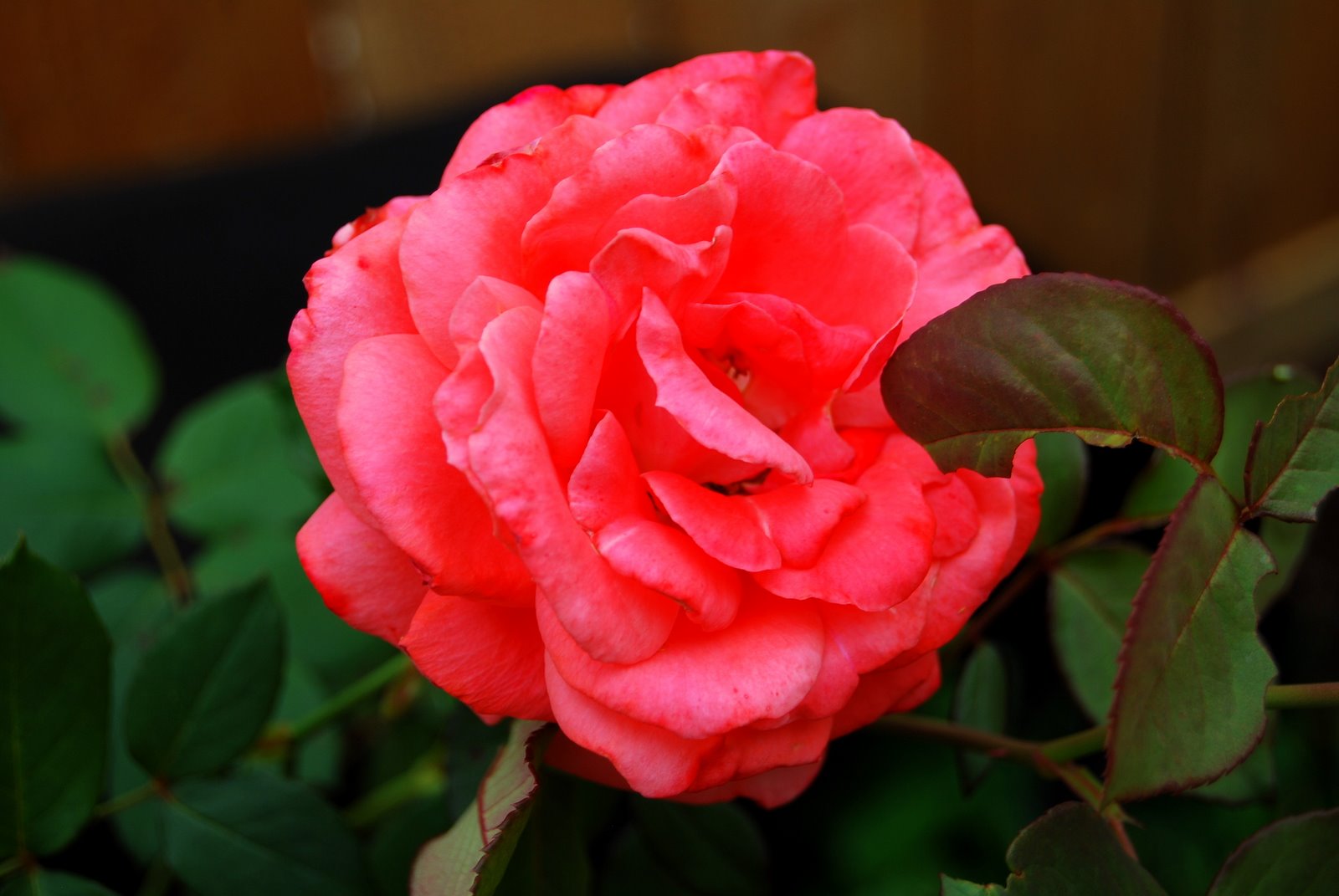 [DSC_0004.JPG]