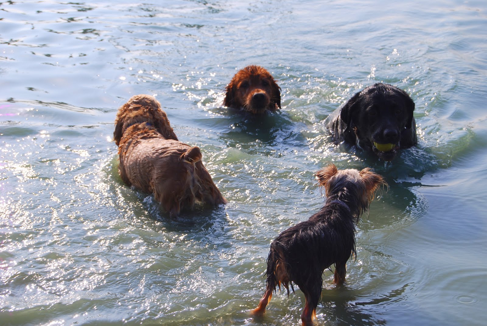 It's a Ruff Ruff World A HOT Morning At Pawm Springs Dog Park