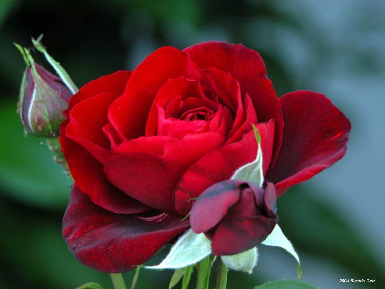 [rosas.bmp]