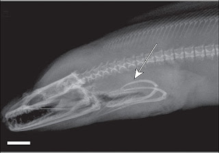 Eel Jaw