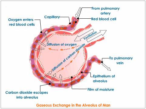 What Happens As Oxygen Concentration Increases In The Alveoli In The Lungs