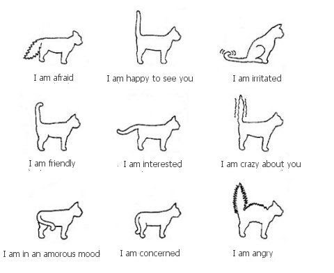 Photo : 猫とのつき合いに役立つ尻尾表現の読解リスト。