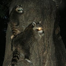 Racoons