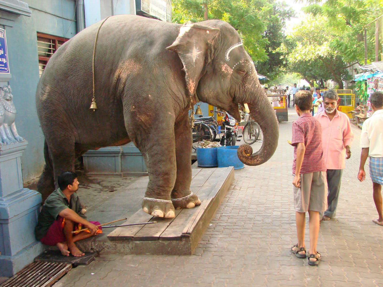 mujtabasmusings Plight of Temple Elephants in South India