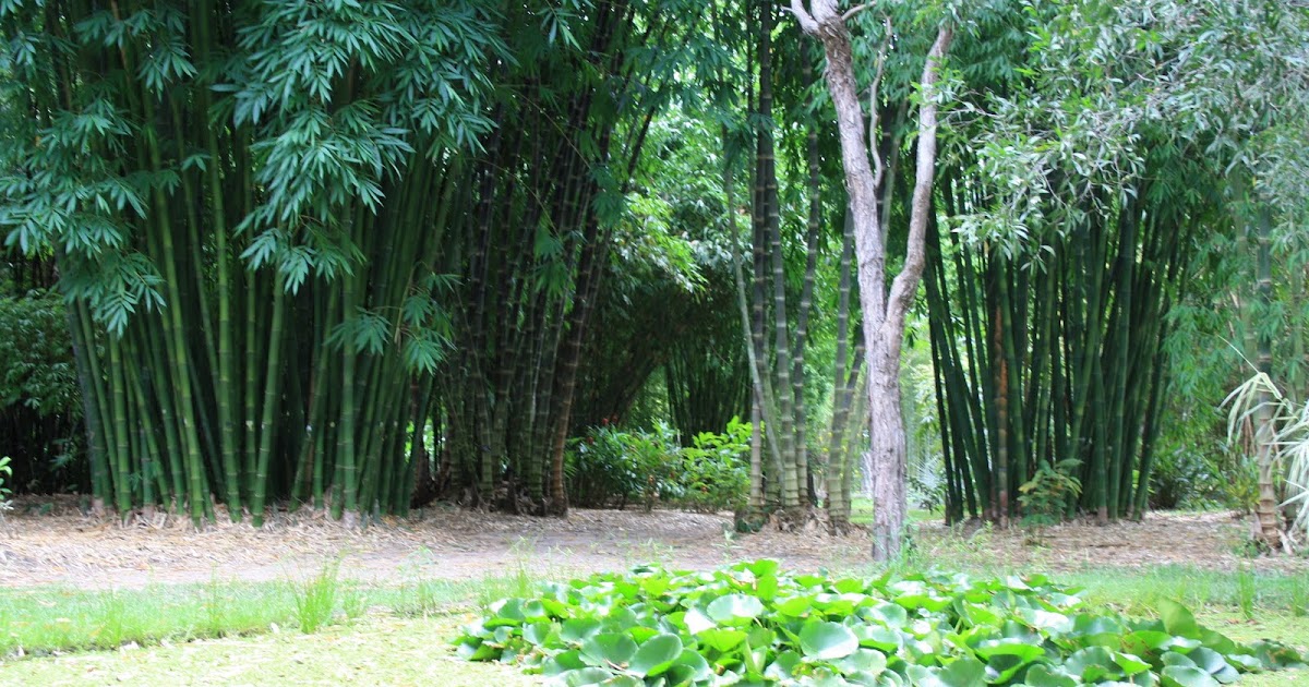 Riverside Photography Bamboo Land