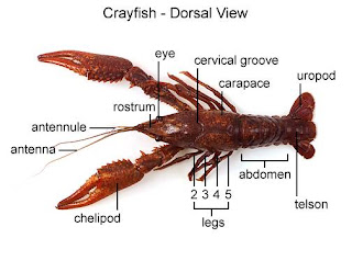 _I@i\i: DISSECTION: CRAYFISH