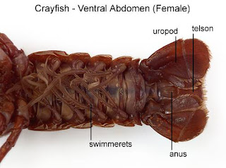 _I@i\i: DISSECTION: CRAYFISH inside stomach diagram 