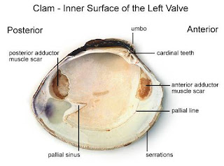 _I@i\i: DISSECTION: CLAMS