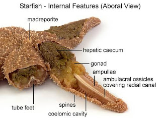 _I@i\i: DISSECTION: SEA STAR (STARFISH)