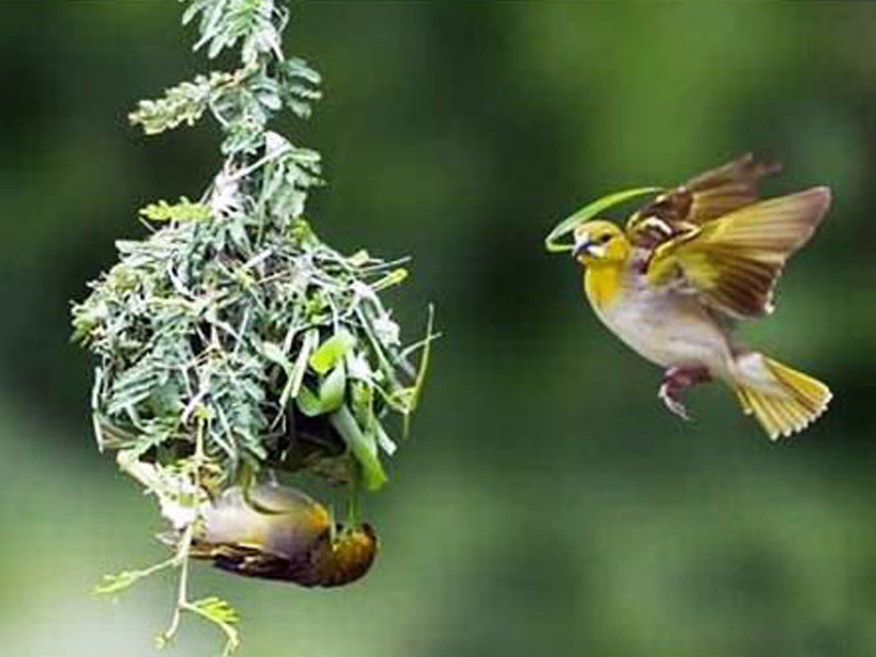 The Life of Sweet Birds BEAUTIFUL BIRDS' NESTS