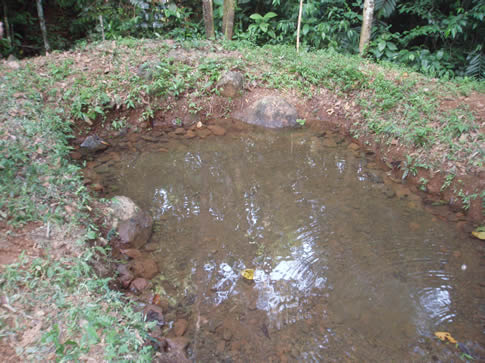 tilapia-swimming-in-pond.jpg