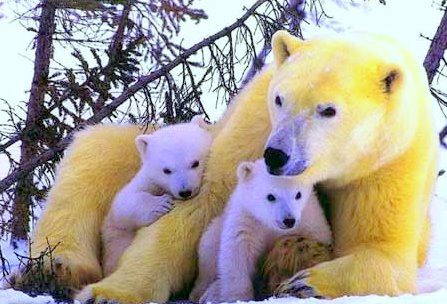 [mama+ejemplar03.jpg]