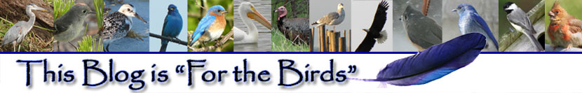 This Blog is "For the Birds"