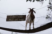 Billy Goat Bridge