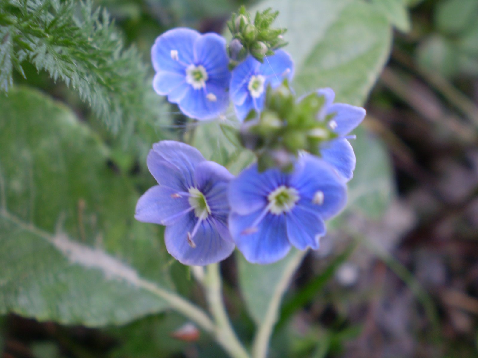 [Kvety+z+Kvetnice+a+banskÃ©+diela+015.jpg]