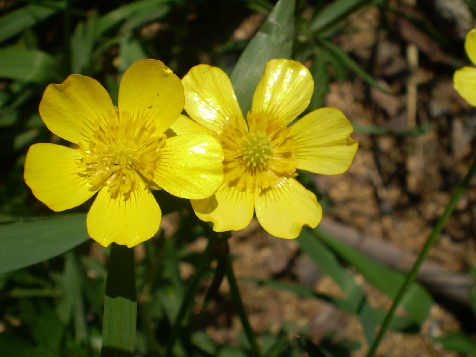 [Kvety+z+Kvetnice+a+banskÃ©+diela+023.jpg]