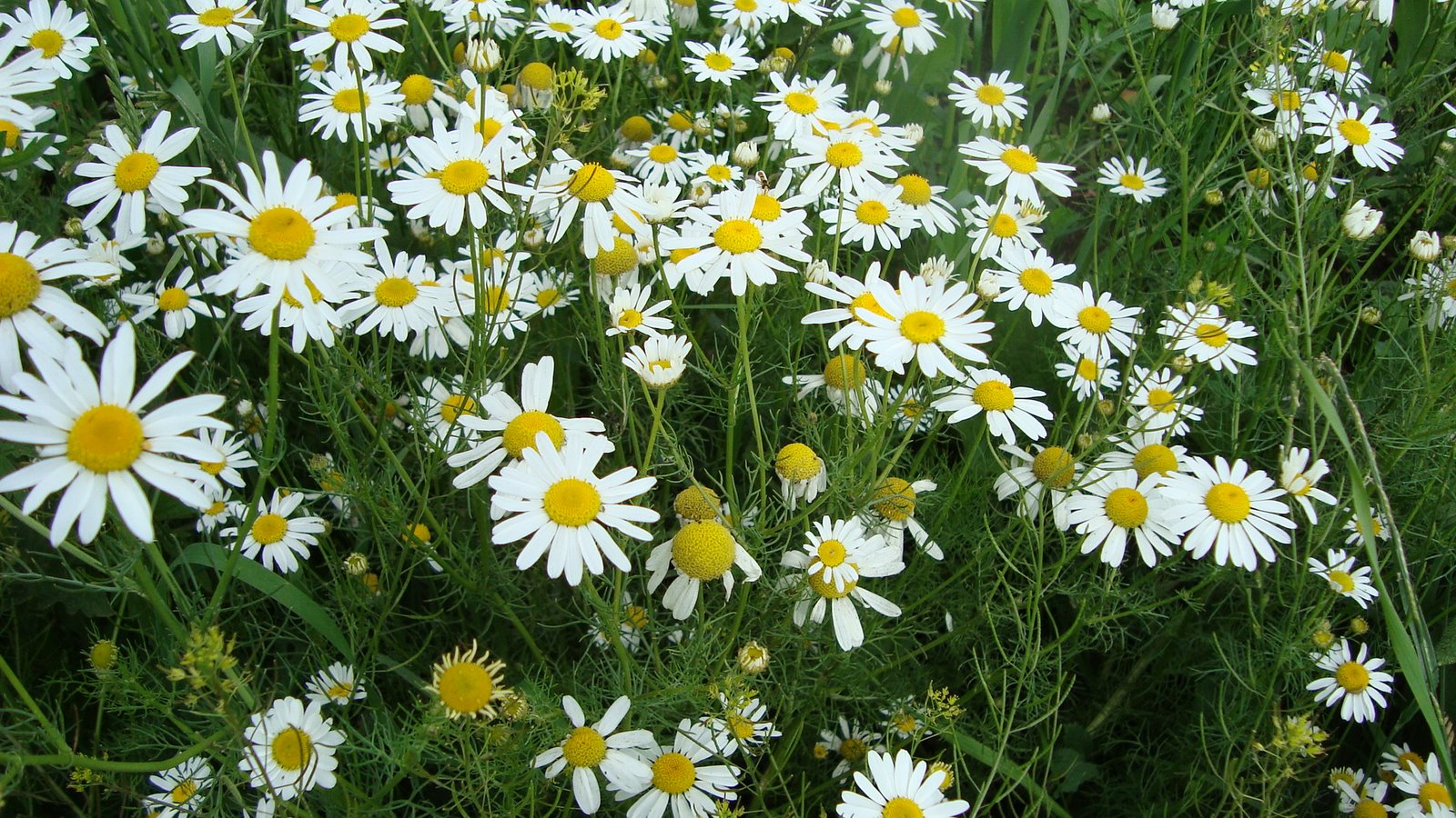 [HarmanÄ ek+pravÃ½.jpg]