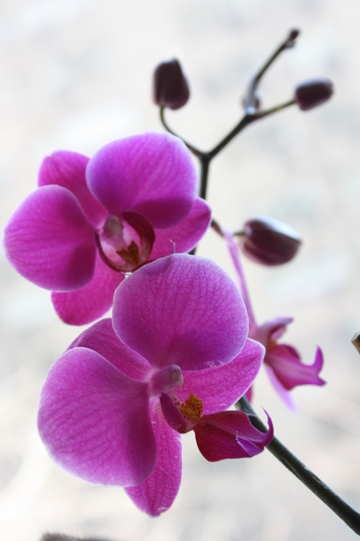 [Orchid+1.jpg]