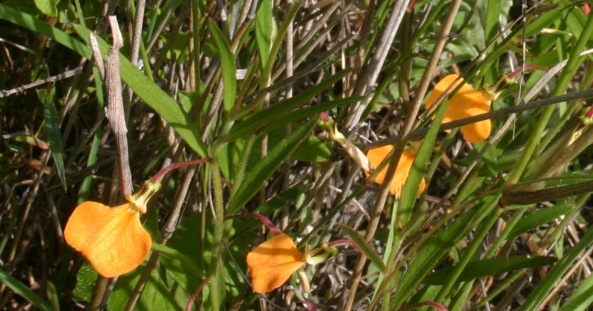 Toowoomba Plants Spade Flower