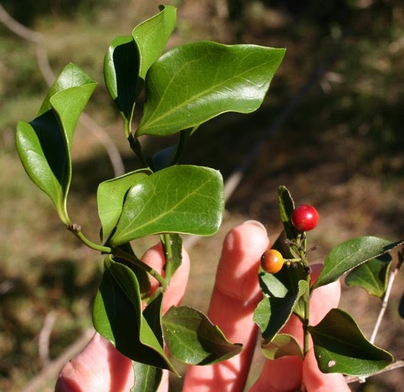 Toowoomba Plants Strychnine Tree