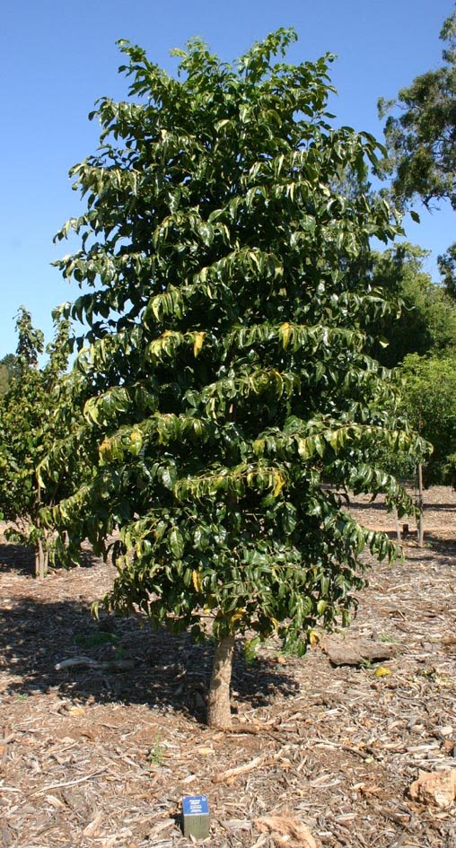 Toowoomba Plants Celerywood