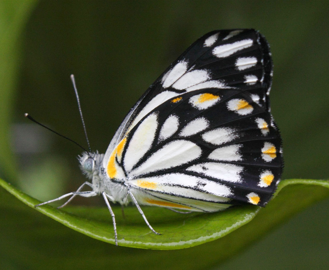 Caper White Butterfly