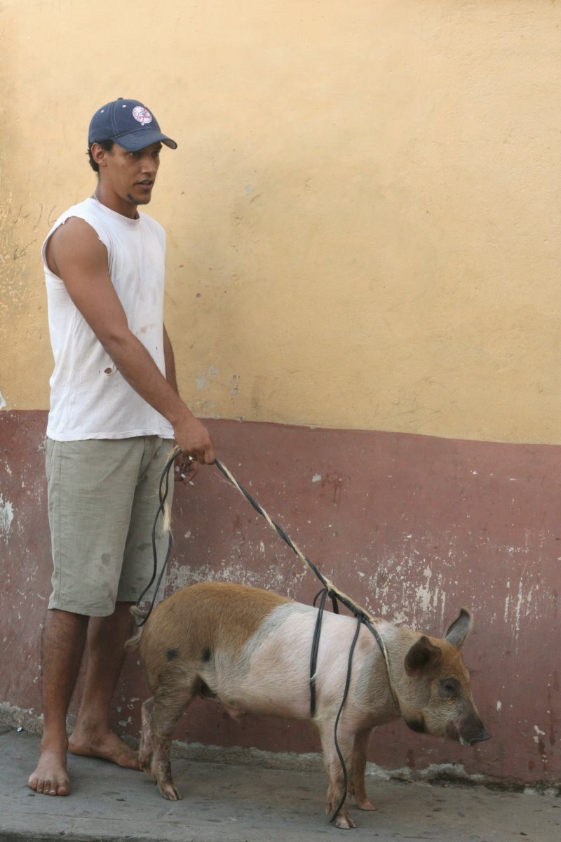 [Cerdo.jpg]