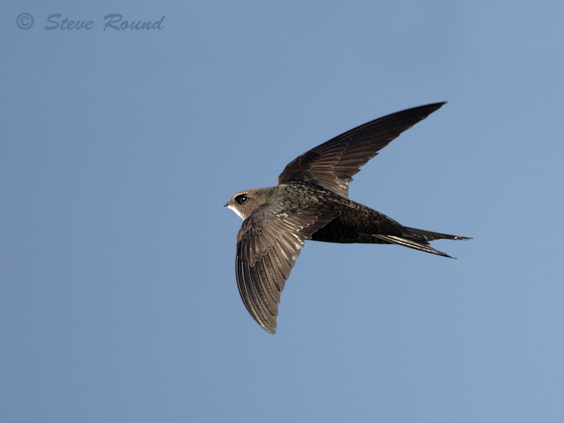 Steve Round Wildlife Photography Flying Swifts