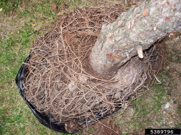 Nevada Tree Service What is a root bound tree? Why should you avoid this?