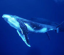 Salvem as baleias!!(Praça da baleia - Costa Azul)