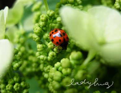 [ladybug1.jpg]