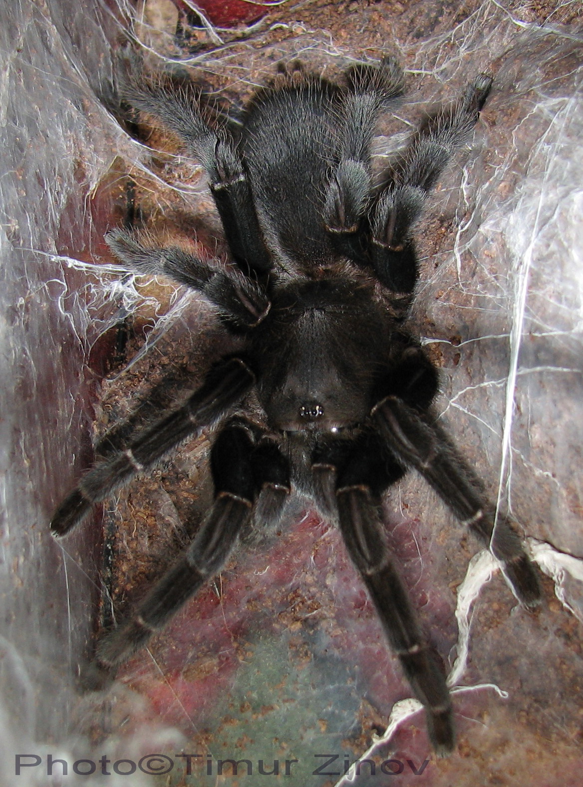 Selenocosmia Javanensis