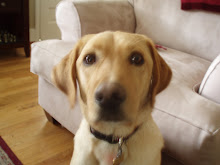 Harley