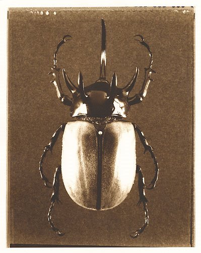 [Rhinoceros-Beetle.jpg]