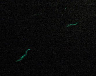 [bermuda+glow+worms.jpg]