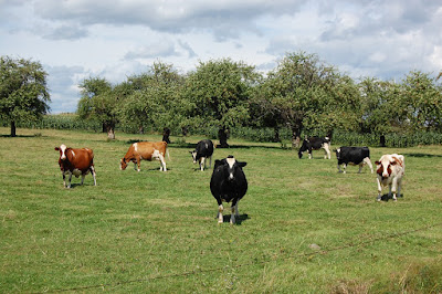 cows grazing in Point Au Roche