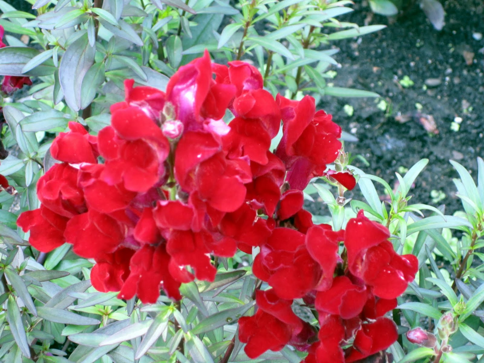 Hot Chicks Dig Smart Men 2010 Flower Pr0n Quebec City