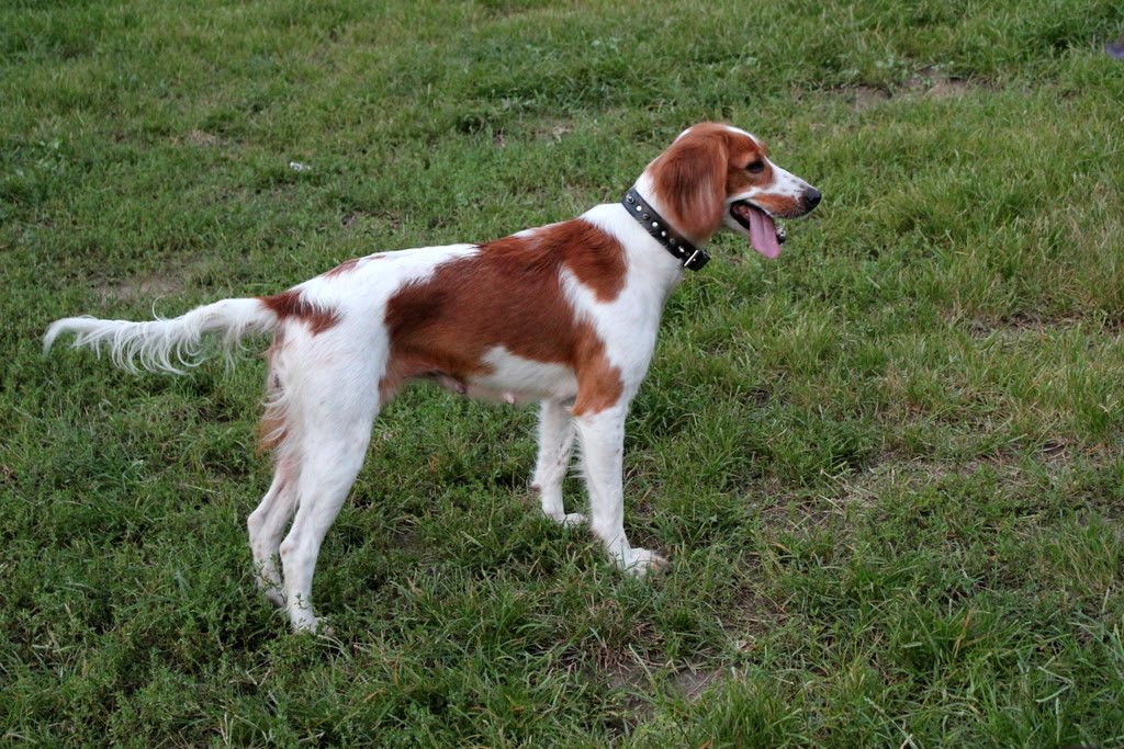 bir köpeğin dostluğu