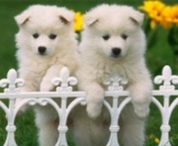 Golden Retriever Jessie Kopek Tuyu Kist Yapar Mi